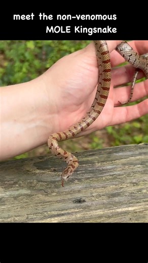 meet the mole king! a non-venomous fossial snake (lives mostly underground) and eats - you guessed it moles! when I'm speaking of other Kings in the video I'm referring to Eastern Chain Kings (Filmed in North Carolina). | NC Snake Catcher
