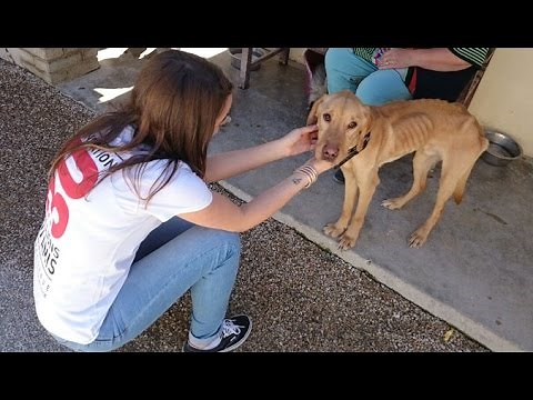 Lucky, une semaine après son sauvetage par la Fondation 30 Millions d’Amis.