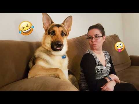 Funny Dogs Compilation – Best Dog Videos 2025 🐕🤣 #84