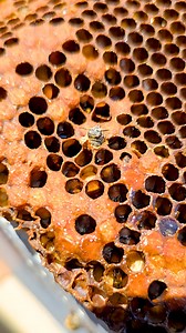 Watch This Worker Bee Hatch In 4K! For Bee Removal Service Call: 626-487-6052 Did you know it takes about 21 days for a worker bee to develop and emerge from its cell? During a recent bee removal in Altadena, we encountered more than we initially expected. What seemed like a new infestation quickly revealed itself to be a well-established hive with two active entry points. As we carefully accessed the hive from the side of the roof, we discovered a fascinating sight—a bee hatching from a piece o