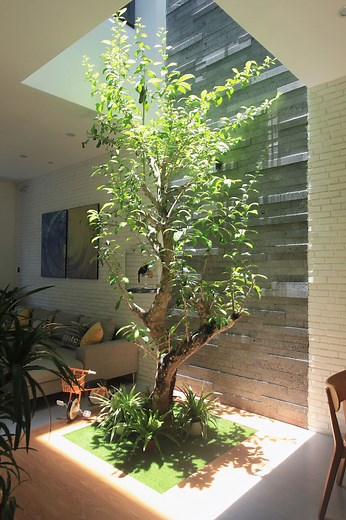 Tổng Hợp cây thân gỗ trồng trong nhà - Dễ trồng nhất