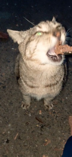 まん丸ちゃん❗一周まわる前にスプーン食べ⤴️ペロペロ⤴️お盆休みも忙しくなりそうなまん丸ちゃん何だニャン♥️ #地域猫 #猫大好きBIGMAMA #地域猫ボランティア #地域猫活動 #猫のいる暮らし