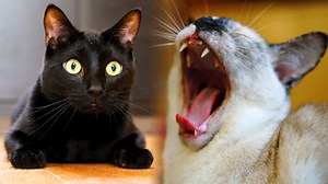 All of Bo and Kona's antics in season one here for you in one convient video | N2 Cat Crew