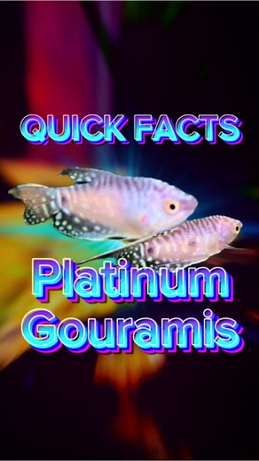 Stunning Platinum Gouramis: Care & Features