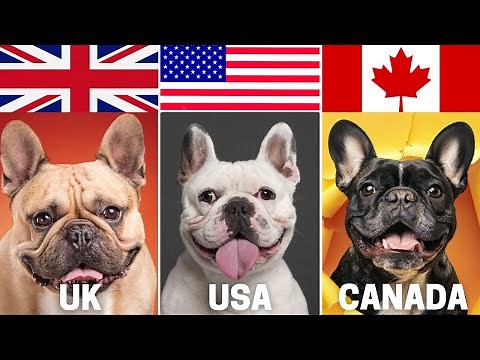 French Bulldog Price 2025 | USA vs UK vs Canada 🇺🇸🇬🇧🇨🇦