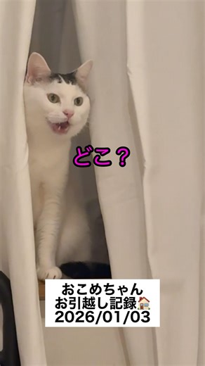 お引越しして1週間未満の猫 #okomecat #猫のいる暮らし #ねこ #お引越し #緊張 #慣れるまで3か月 #shorts