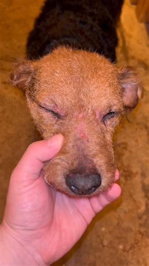 “Do the dogs ever get bitten?” We get asked this a lot on here by our followers This short clip shows Poppy & Penny’s faces from today, after they’ve been fully bathed, checked over and cleaned down. Yes — ratting can be hard graft. Yes — the rats will defend themselves. But every dog is closely monitored, any marks are dealt with straight away, and their welfare always comes first. Two tough little terriers, cleaned up and ready to go again 🥇 📹 Clip taken after work, once all checks were comp