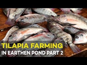 Tilapia Farming: Tilapia Feeding Management | Agribusiness Tilapia Farming Part 2