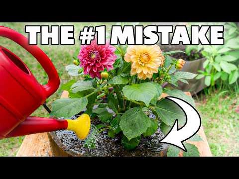 Dahlias In Pots And Containers: Complete Step-By-Step Beginner's Guide