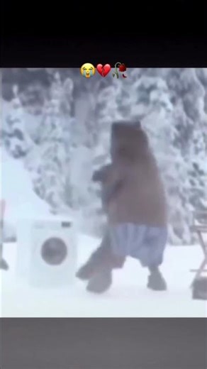 Bear washes his fur in washing machine