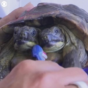 Happy Birthday, Janus: Janus the two-headed tortoise was seen getting pampered on Friday (9/2), ahead of his 25th birthday celebrations over the weekend. The team at the Geneva Natural History Museum in Switzerland believes Janus is the world's oldest bicephalic tortoise. The tortoise has two heads, two hearts, two sets of lungs, one digestive system, and his caretaker says he also has two distinct personalities. | CBS Newspath