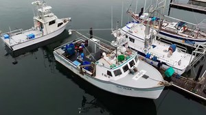 "Ikejime": Roboter verarbeitet Fisch auf "humane Weise" und verbessert Geschmack