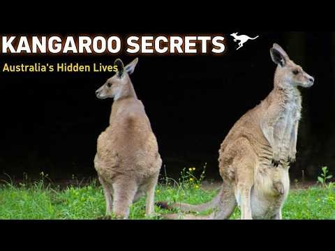 Everything About Kangaroos: Facts That Will Blow Your Mind