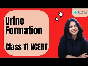 Understanding Urine Formation: The Key to Excretion Explained