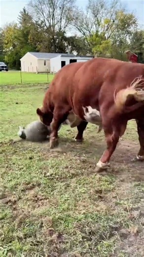 Bull Playing with a Bull-Shaped Inflatable 🐂🎈 Hilarious Farm Moment!
