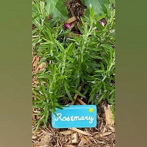 3.5K views · 91 reactions | Looking back at this year's Rose Garden, we’re filled with gratitude and pride. Countless hours of painstaking hard work, care, and love went into creating this breathtaking display. From planting and pruning to nurturing each bloom, it truly was a labor of love. Thank you to everyone who made this vision a reality—your dedication brought beauty and joy to so many! Here's to even more blossoms next year! | Dakota Zoo | Facebook