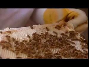 This Is Daniel Cook Bee Keeping