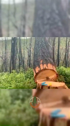 Level 99 Lumberjacks: The Ultimate Co-op Challenge 🌲🎮 #treefelling #lumberjack
