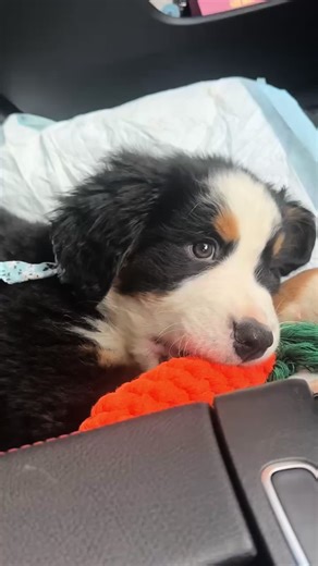 Barney's First Day at Home with Ollie