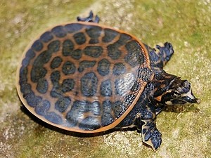 Florida softshell turtle - Alchetron, the free social encyclopedia
