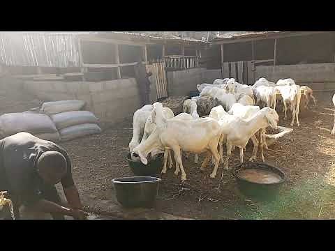 Constructing a sheep breeding stock shade/house in Nigeria ( balami)