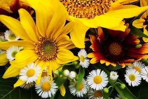 Daisy Vs Sunflower- What Is The Difference? | Garden Girl USA