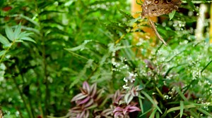 The Remarkable Way that Butterflies Mate (Sex, Lies and Butterflies) - PBS Nature