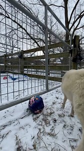 390K views · 10K reactions | Not lamb chops. Not a dinner. Just a baby with a life worth living. ✨❄️ | Farm Sanctuary | Facebook