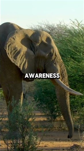 Elephants Can Die From Grief After Losing Loved Ones #animalfacts #naturefacts