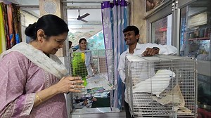 68K views · 2.5K reactions | Which Bird Is The Best Pet For Your Home Blue Eyed Cockatoo Or Yellow Napped Amazon Parrot ? | Parrot Dipankar | Facebook
