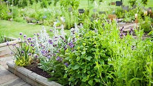 How to Start an Herb Garden: A Beginner’s Step-by-Step Guide