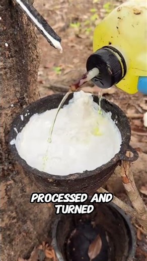 How Rubber Is Made From a Tree
