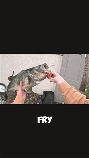 My pb a real monster #bassfish #fishspecies #freshwaterfish #fish #bassfishing #bass #fishing