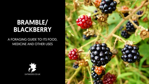 Bramble (blackberry) - Eatweeds by Robin Harford