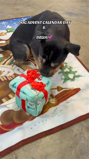🎄 Day 6 of the Dog Advent Calendar: Delia Edition! Today’s spotlight is on Delia, the gentle little sweetheart who’s been practicing for Christmas like it’s her full-time job. Her skills include: ⭐ Perfectly polite tail wags ⭐ Soft eye contact that melts hearts instantly ⭐ Sitting pretty any time treats are involved Delia says Day 6 feels extra special, and she’s pretty sure Santa agrees. Stay tuned… she might just have a few more surprises up her festive little sleeve as we count down to Chris