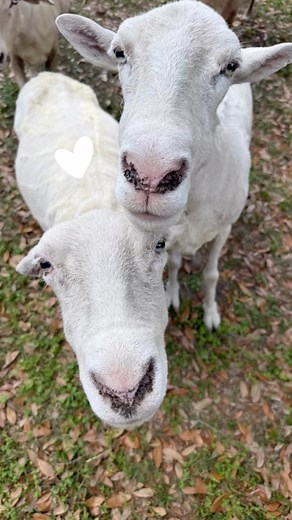 93 reactions · 6 comments | The sheep escaped their hot heavy winter coats! Every year around this time I am reminded how grateful I am for caring professionals like Ben who do incredible work: in this case gently and efficiently shearing our 8 senior sheep so they can comfortably survive our hot Florida summers. And they are just so dang cute and happy frolicking around afterward! Thank you Ben! 懶 | Peacefield | Facebook