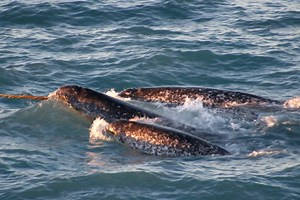 Arctic shipping noise is silencing narwhals and shifting their movements, study finds