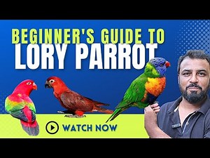 Guide to Lory Parrot | Lory Parrot good for first time hobbyist? | #lorikeets #chatteringlory #lory