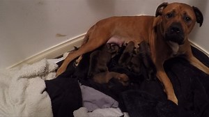 Perth staffy delivers Aussie-record puppy litter