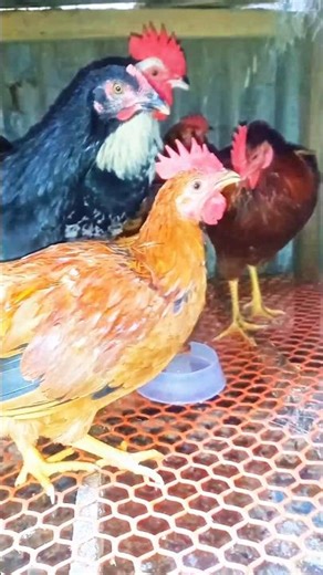 Hen.breeding. #chicken #breeding #shorts