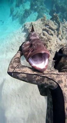 POV Spearfishing: Intense Reef Retrieval (Action Cam Footage