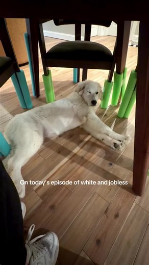 Great Pyrenees Puppy: Adventures and Insights