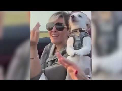 Funny animals quacking and quaking to quicken your quietest smile