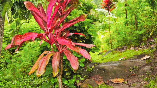 292 reactions · 8 comments | Immerse your family in genuine Fijian culture! Explore a local village, experience warm hospitality, and discover a breathtaking natural waterfall. This unforgettable adventure offers a true taste of island life and stunning natural beauty. #FijiCulture #WaterfallAdventure #IslandLife #FamilyTravel #KoroSun | Koro Sun Resort and Rainforest Spa Fiji | Facebook