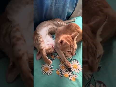 Cat 🐈 cute con meow vàng báo thủ với cái nết ngủ siêu cute tomcas &queen