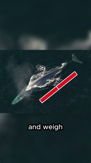 The Largest Animal Ever 🐋