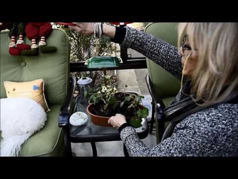 Pruning Geraniums for the Winter By Helena, the Plant Doctor