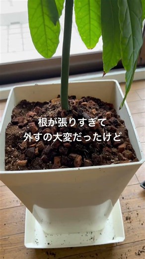 【ねこのロデム】アボカドの種🥑植えたらこんなに大きくなりました。鉢が小さくなって可哀想なので大きな鉢に植え替えしました。#ねこのロデム #トカイナカで猫と暮らす #アボカド #shorts