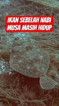This Is the Location of the Sea Where Prophet Musa's Magical Fish Lived While Searching for Proph...
