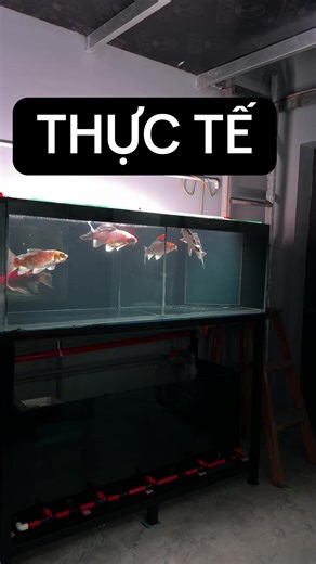 Thực tế khi test đèn nhà yến cá móng cái#phitan #xuhuong